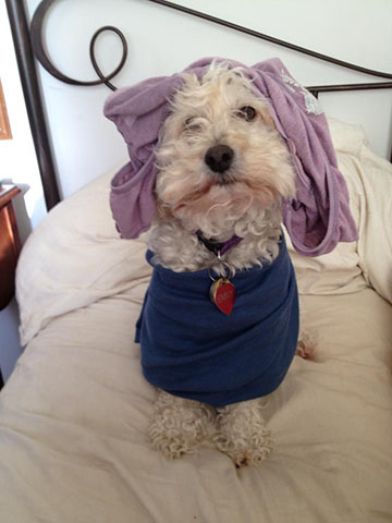 Illustration for article titled Cat Shaming: Warning Lot's of Pictures of Cute Dogs.